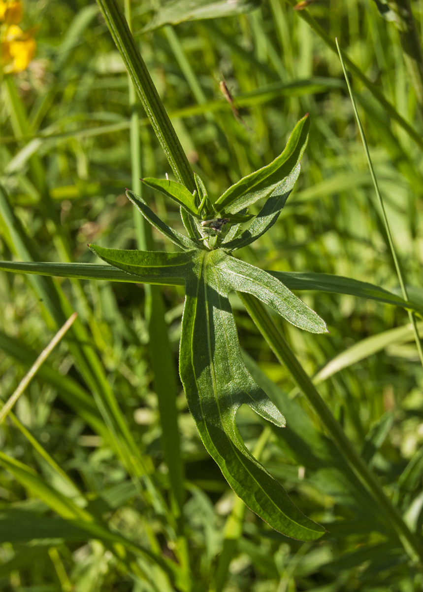 Image of Centaurea scabiosa specimen.