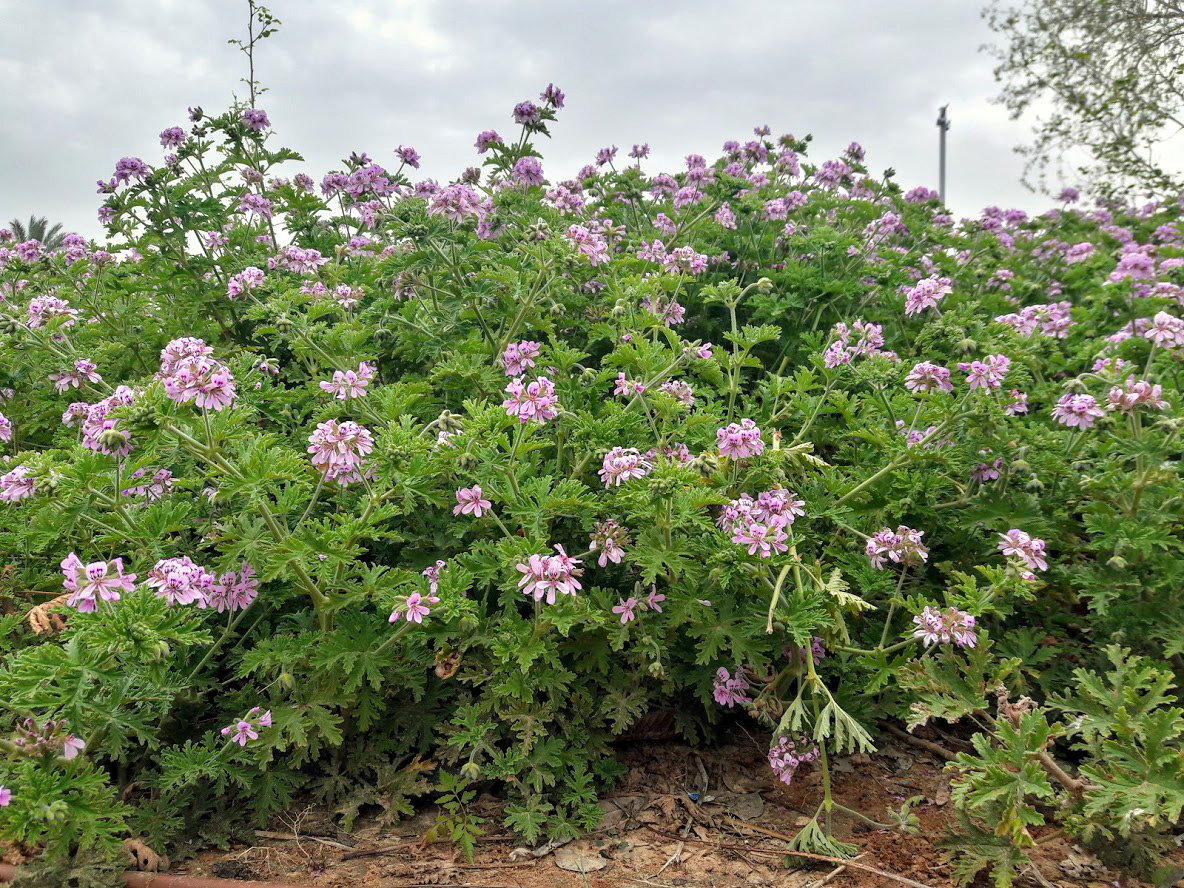 Image of Pelargonium graveolens specimen.