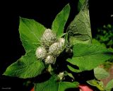 Arctium tomentosum