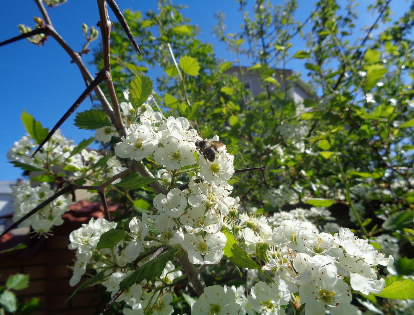 Image of Crataegus submollis specimen.