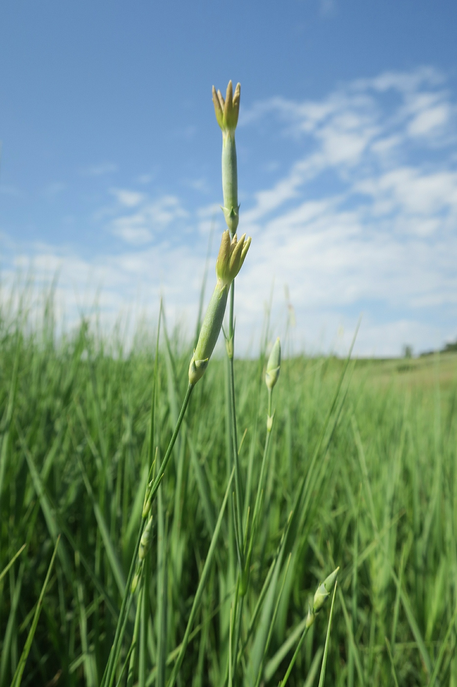 Image of Dianthus elongatus specimen.