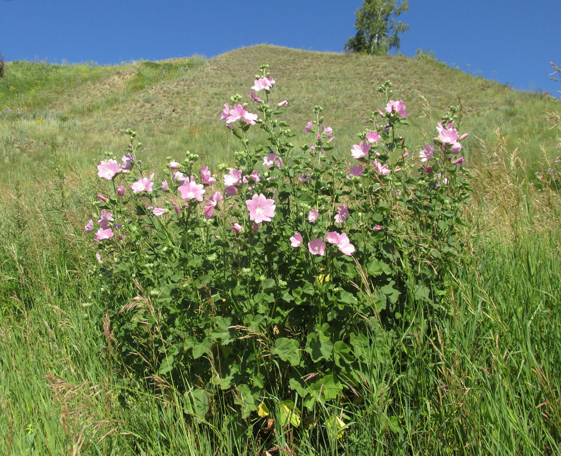 Image of Malva thuringiaca specimen.