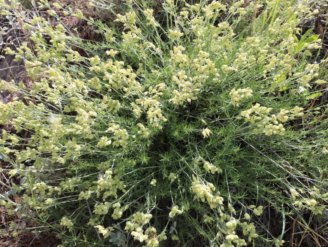 Image of Silene spergulifolia specimen.