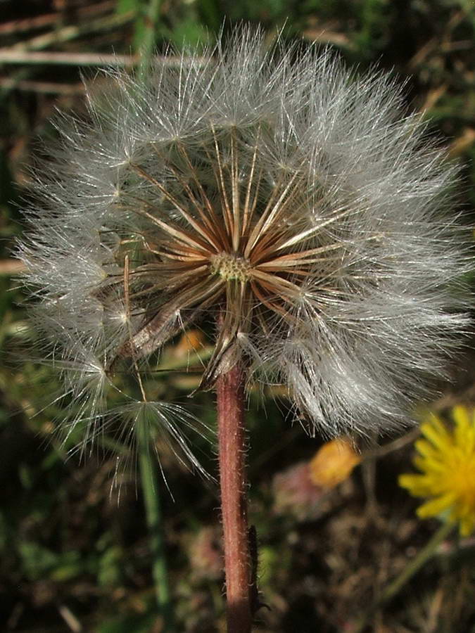 Image of Crepis rhoeadifolia specimen.