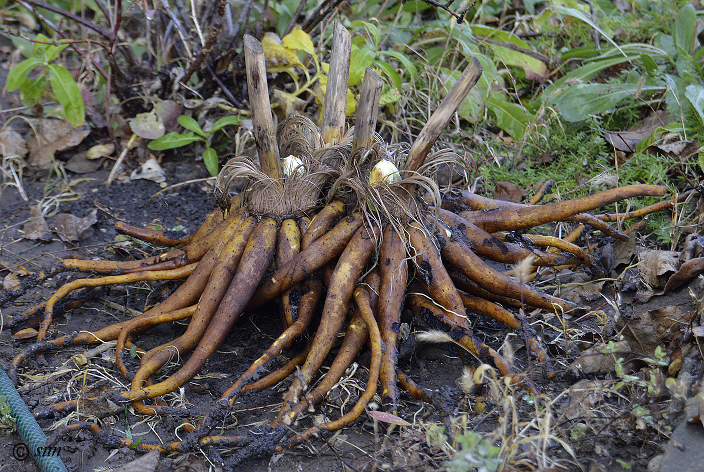 Изображение особи Eremurus robustus.