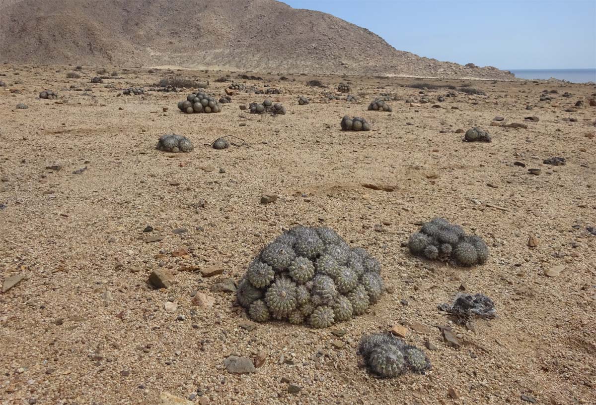 Изображение особи Copiapoa cinerascens.