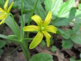 Gagea lutea