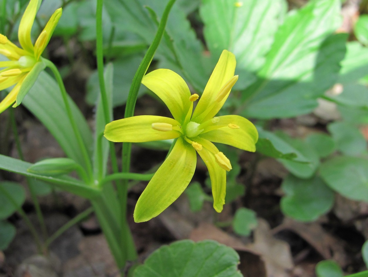 Image of Gagea lutea specimen.