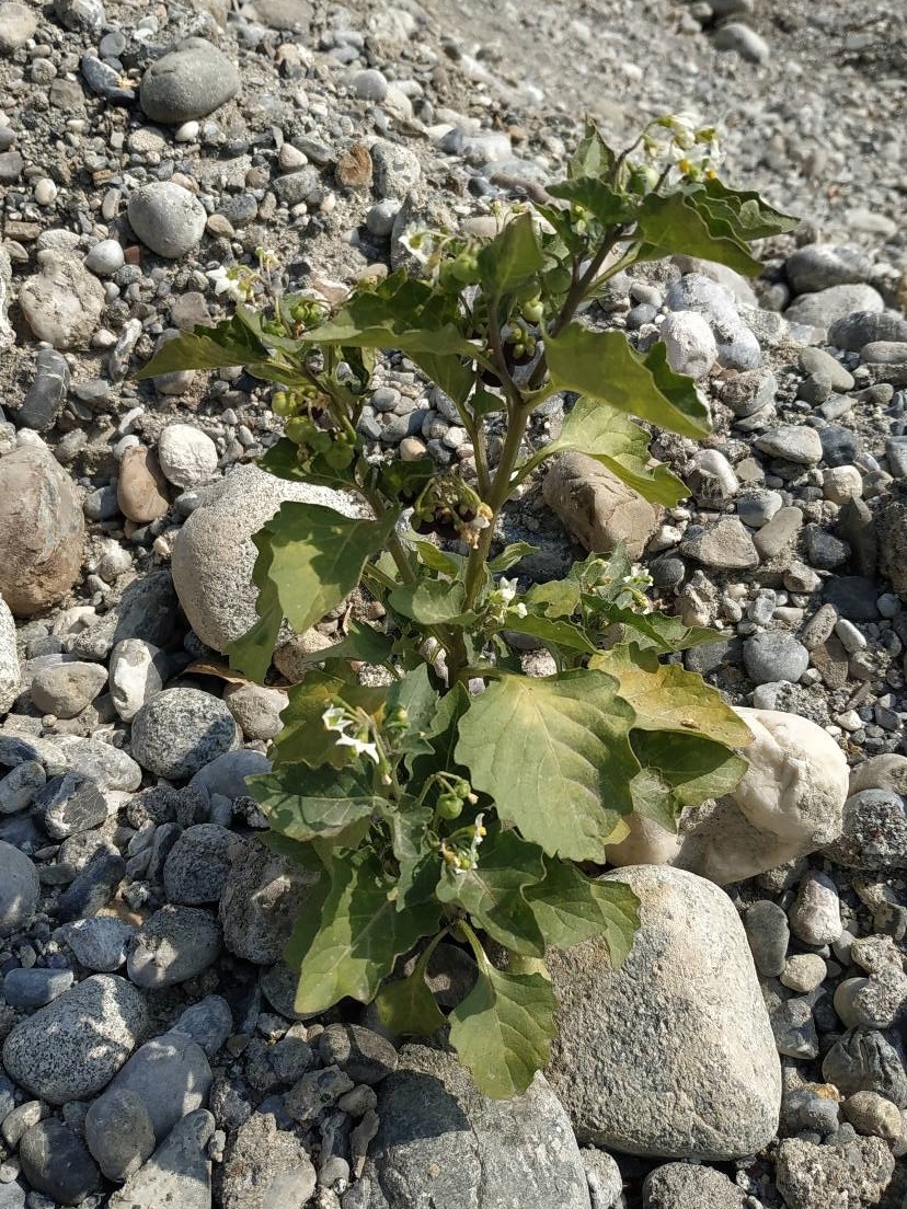 Image of Solanum nigrum specimen.