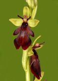 Ophrys insectifera. Цветки. Ленинградская обл., Ломоносовский р-н, окр. пос. Глядино, сырой луг на известняке. 16.06.2018.