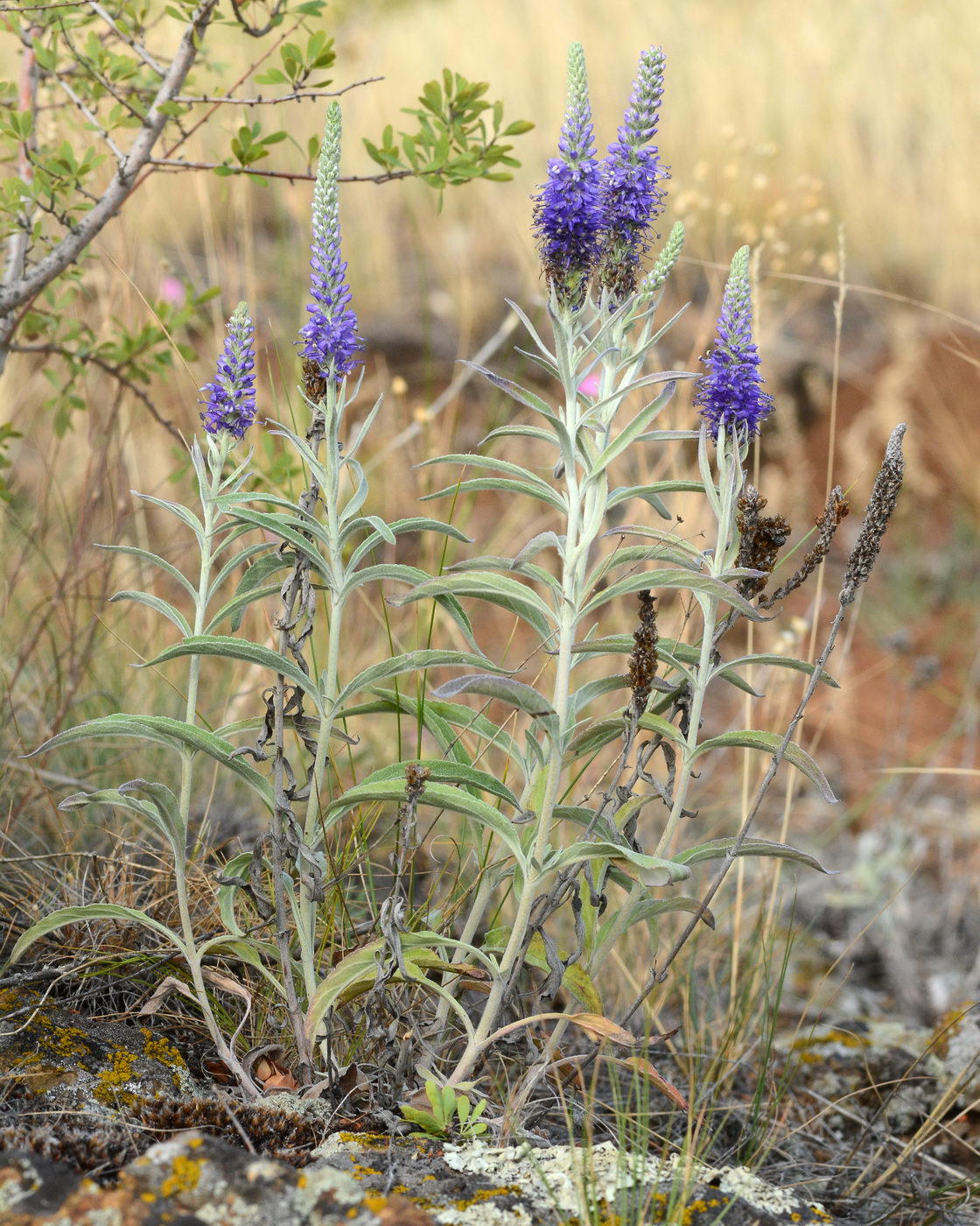 Image of Veronica incana specimen.