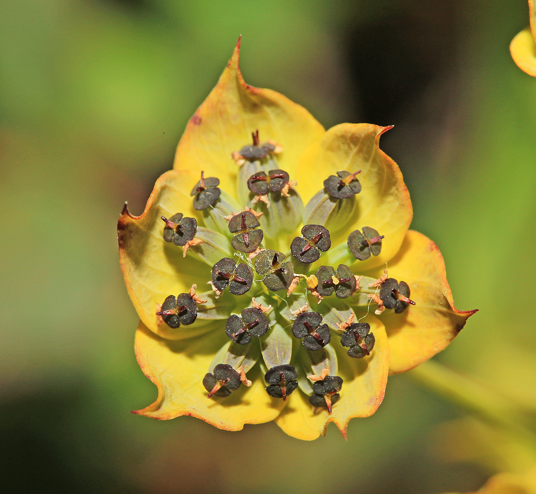 Изображение особи Bupleurum euphorbioides.