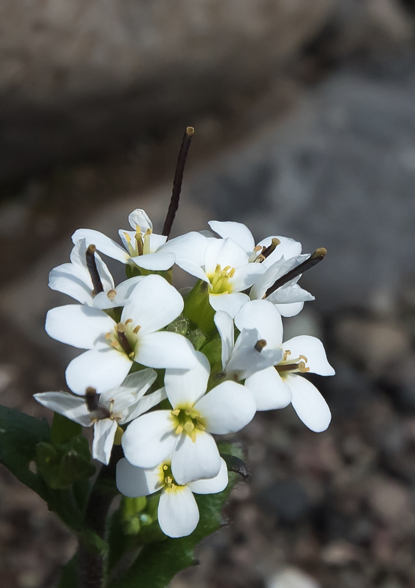 Изображение особи Arabis alpina.