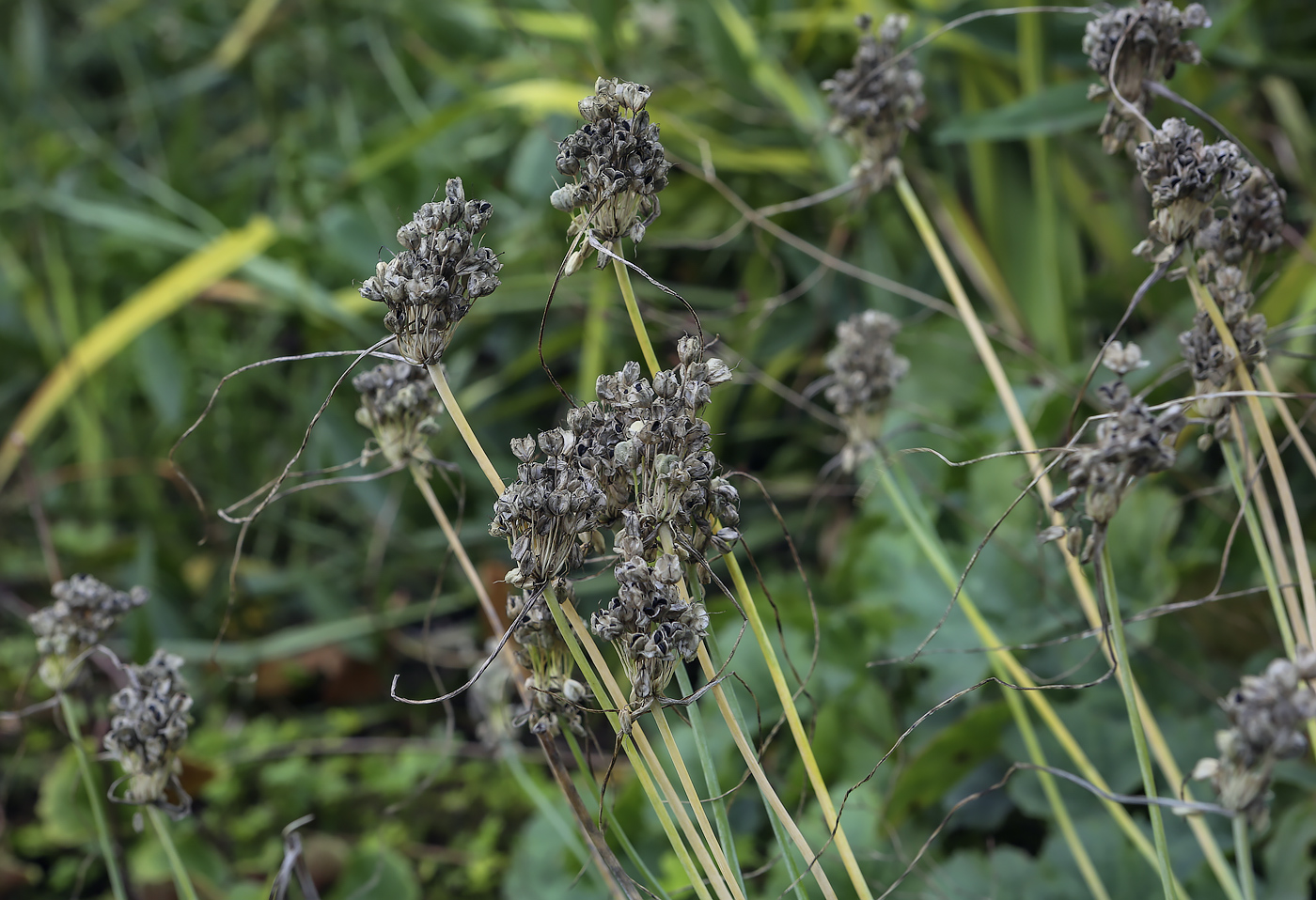 Image of genus Allium specimen.