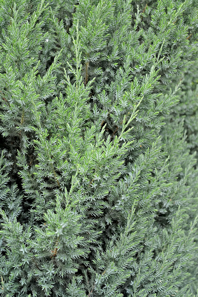 Изображение особи Juniperus squamata.