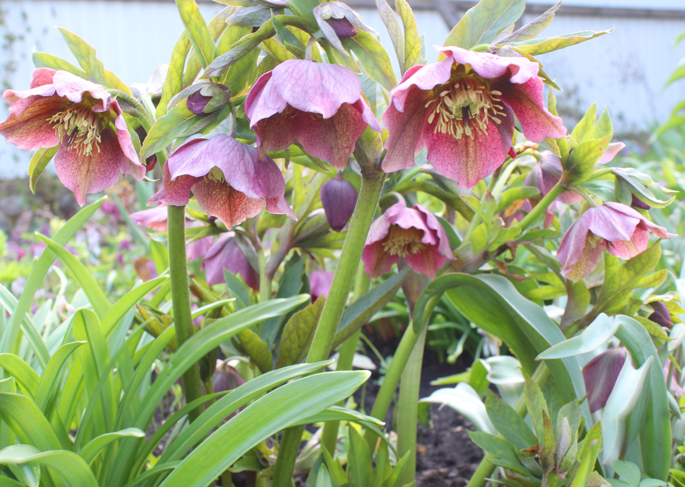 Image of Helleborus orientalis specimen.