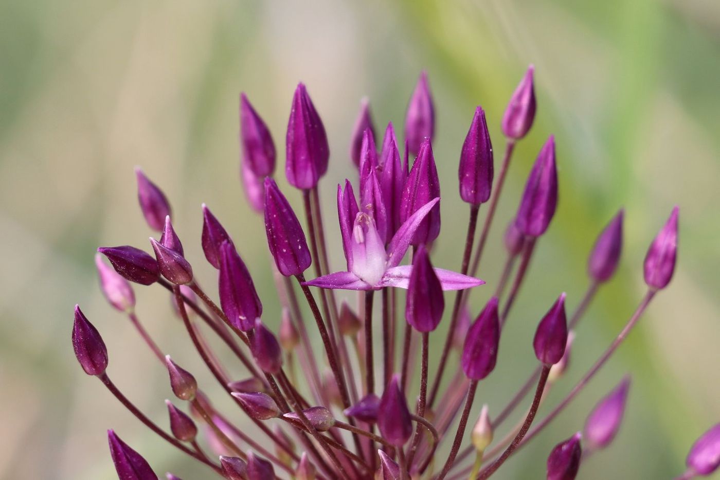 Изображение особи Allium longiradiatum.