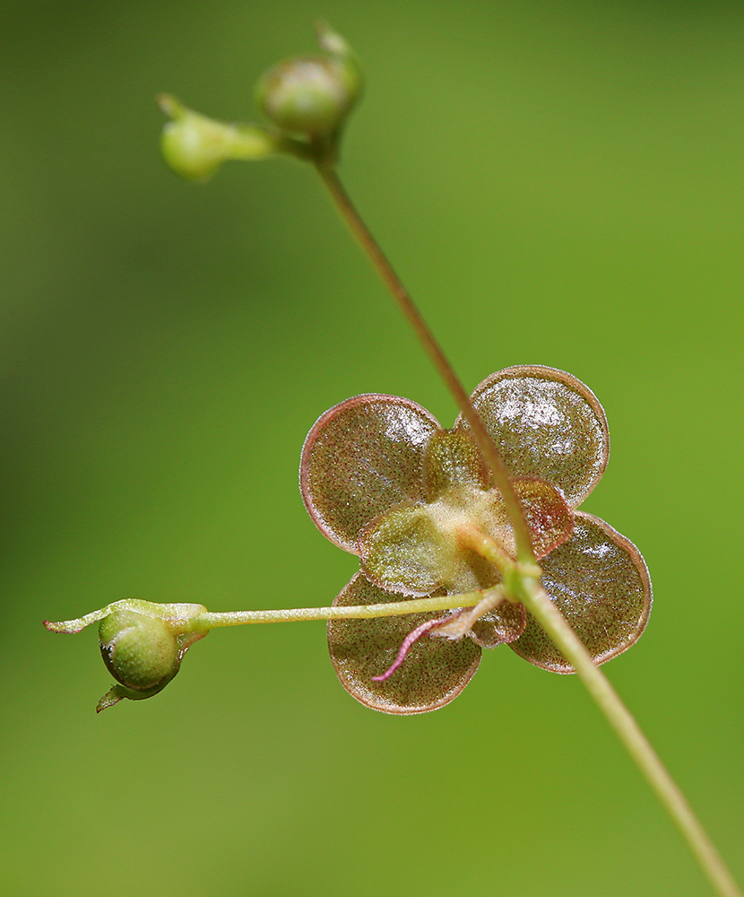 Image of Euonymus pauciflorus specimen.