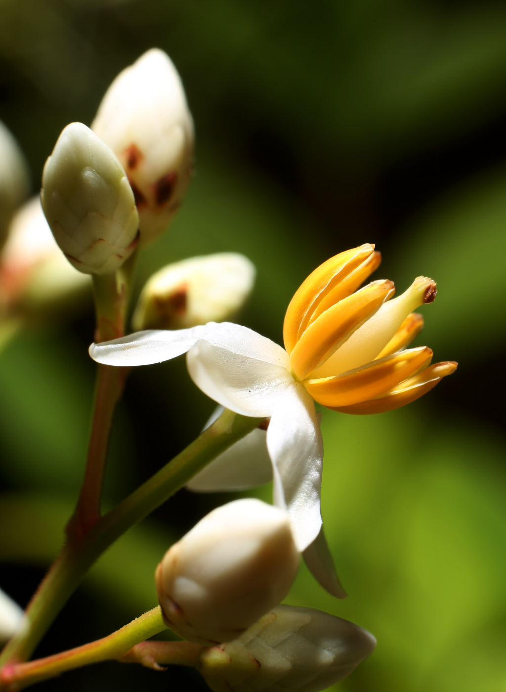 Изображение особи Nandina domestica.