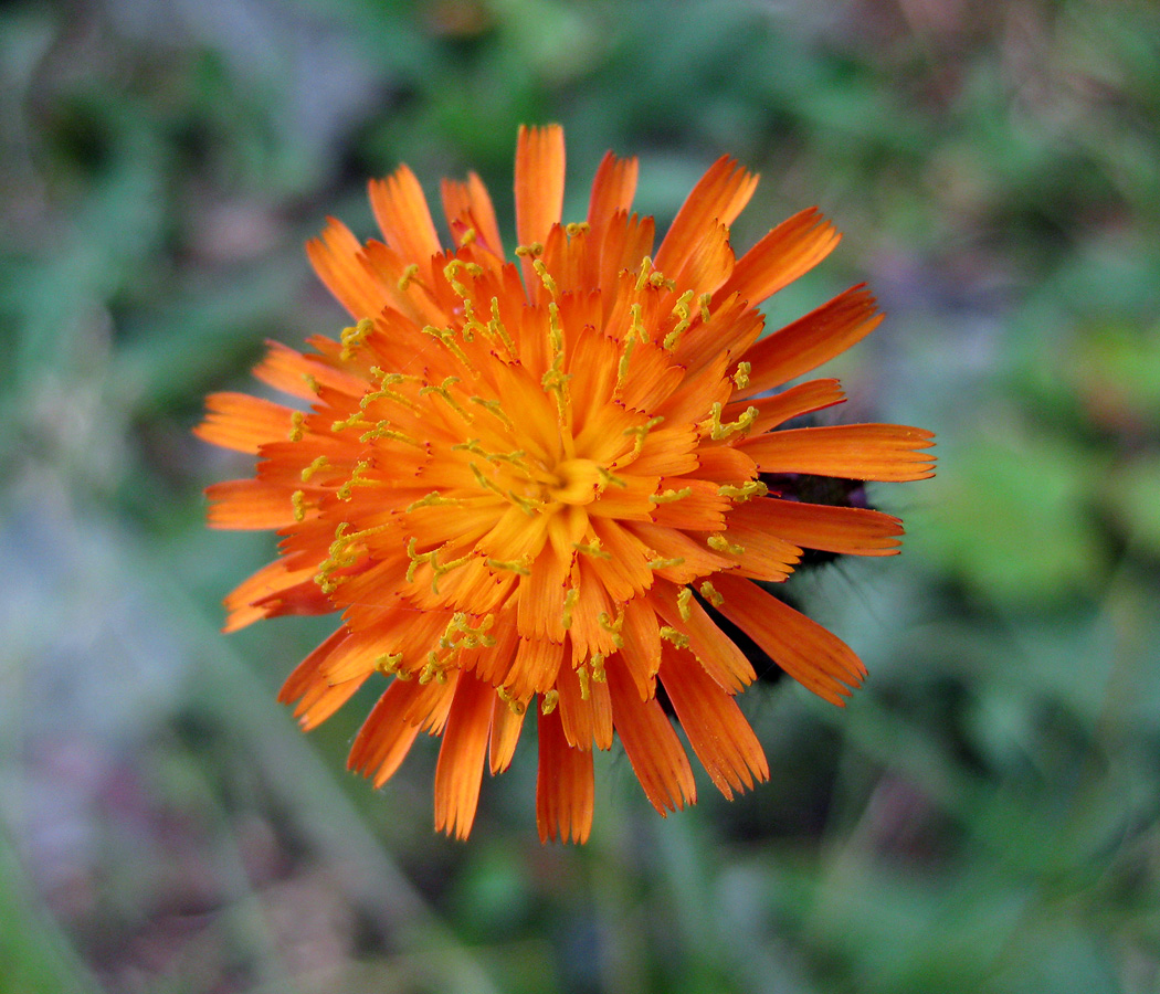 Image of Pilosella aurantiaca specimen.