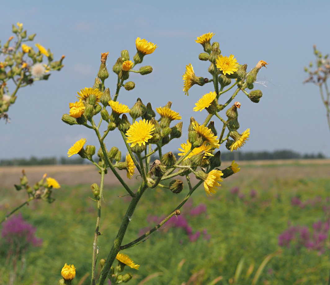 Изображение особи Sonchus palustris.