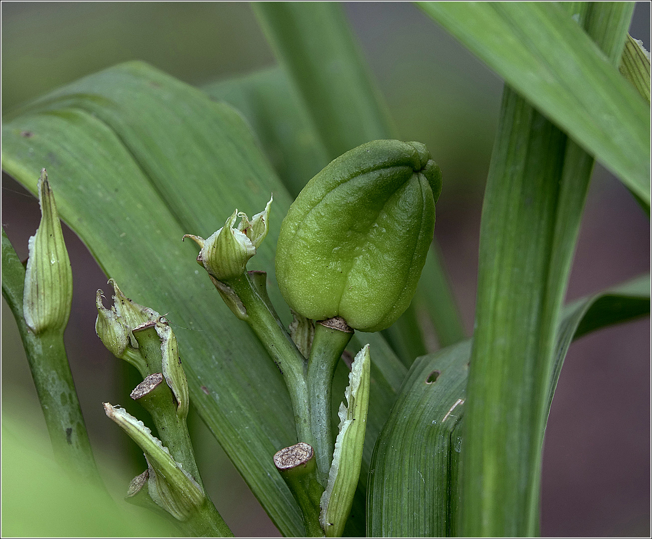 Image of Hemerocallis &times; hybrida specimen.