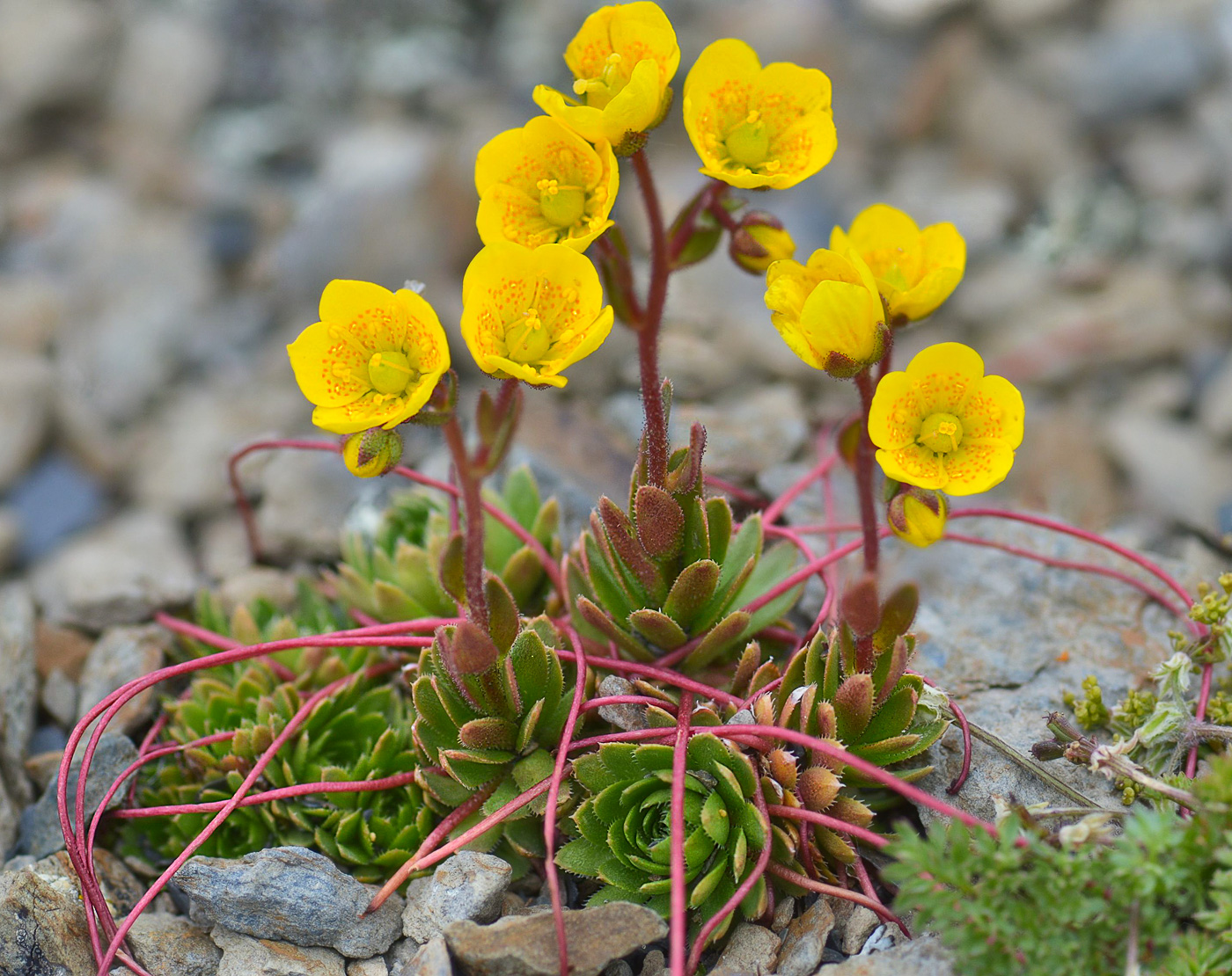 Изображение особи Saxifraga flagellaris.