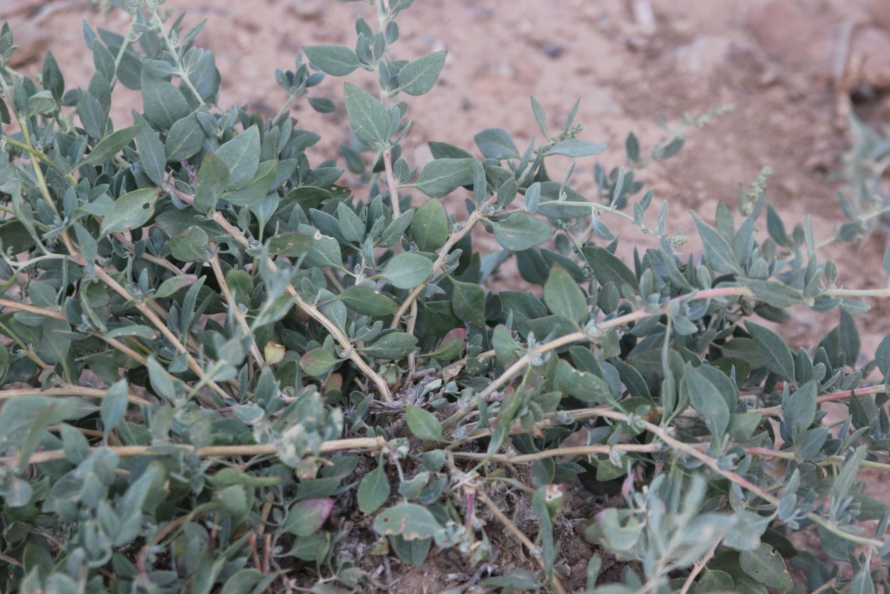 Изображение особи Chenopodium frutescens.