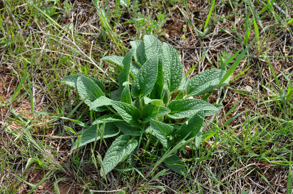 Image of Phlomis pungens specimen.