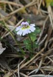 genus Euphrasia. Верхушка цветущего аномального растения. Костромская обл., Кологривский р-н, северная окраина с. Илешево, крутой береговой склон, под сосной. 7 сентября 2020 г.