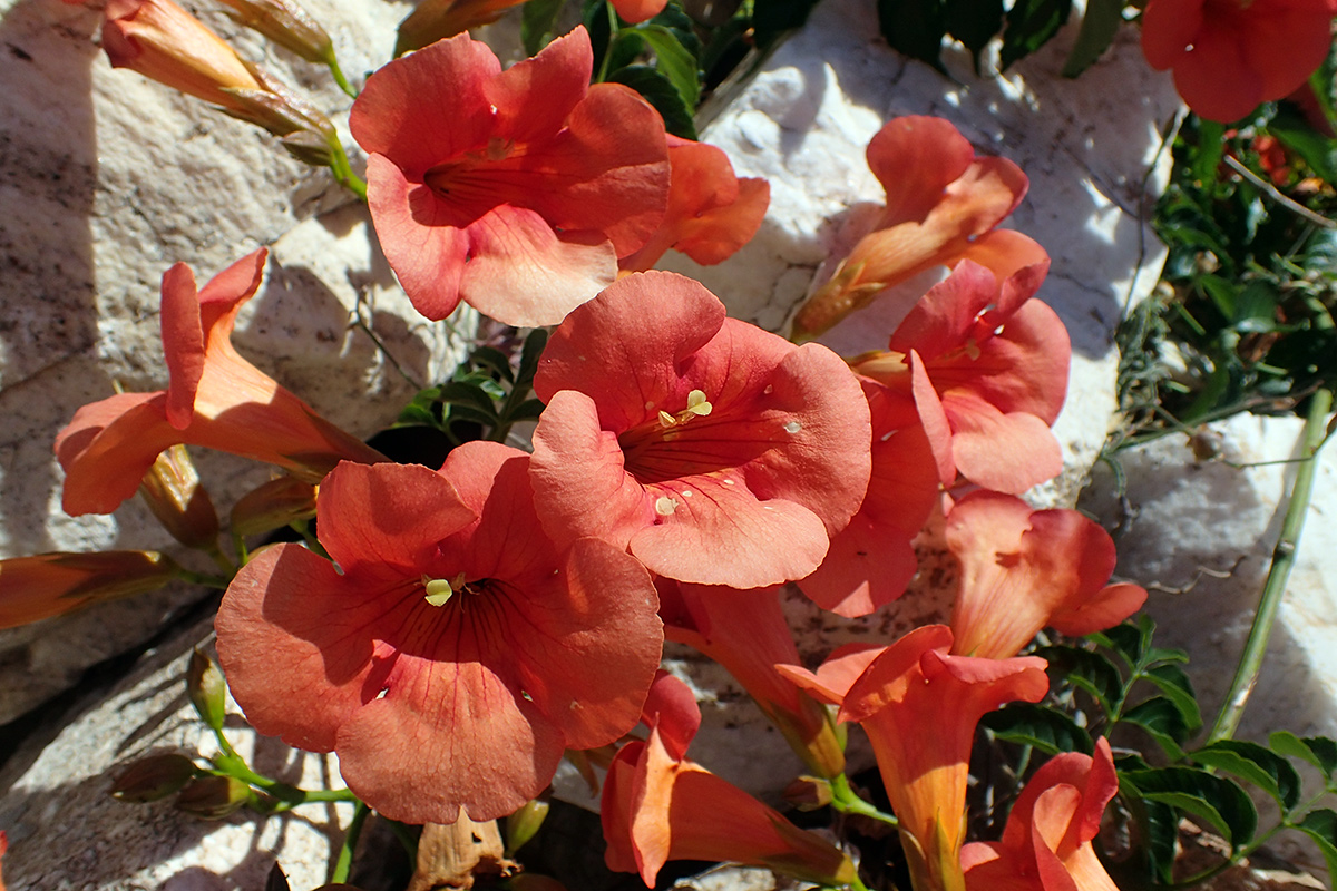 Image of Campsis grandiflora specimen.