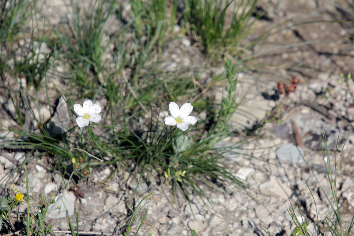 Image of genus Eremogone specimen.