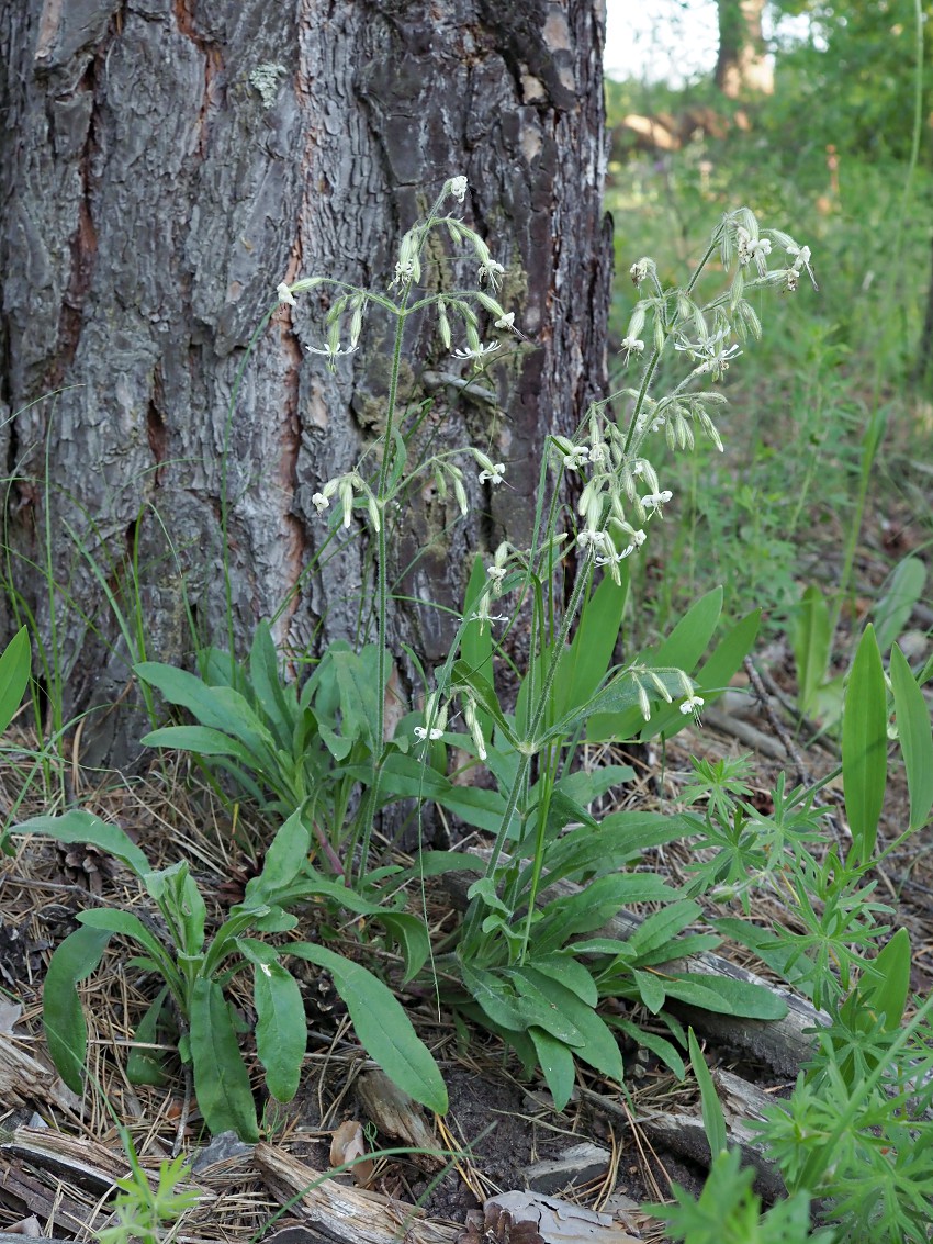 Image of Silene nutans specimen.