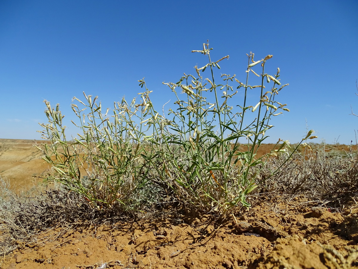 Image of Silene odoratissima specimen.