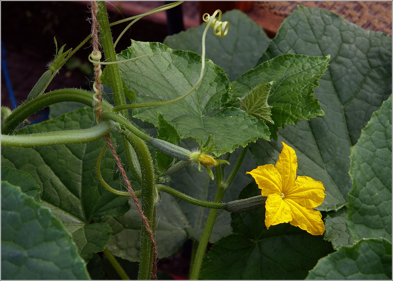 Изображение особи Cucumis sativus.