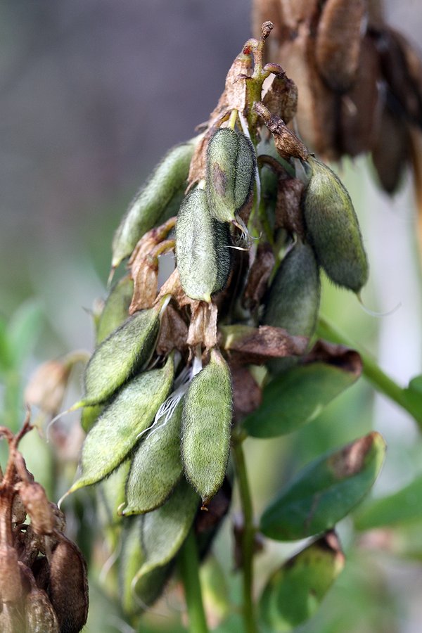 Image of Astragalus subpolaris specimen.