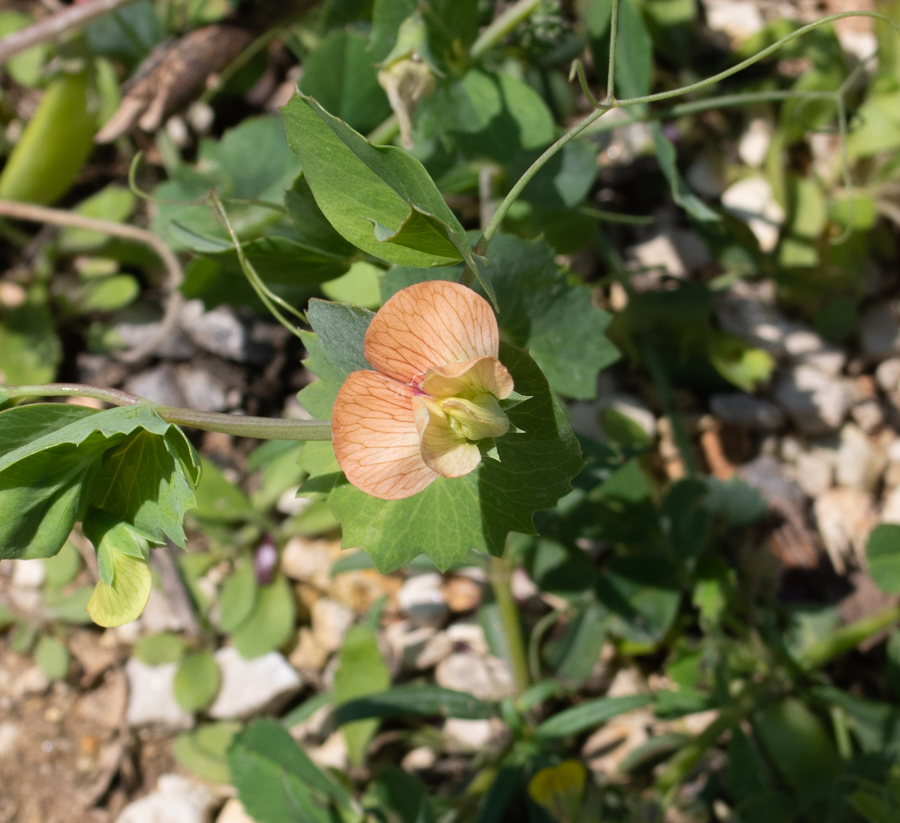 Image of Lathyrus fulvus specimen.