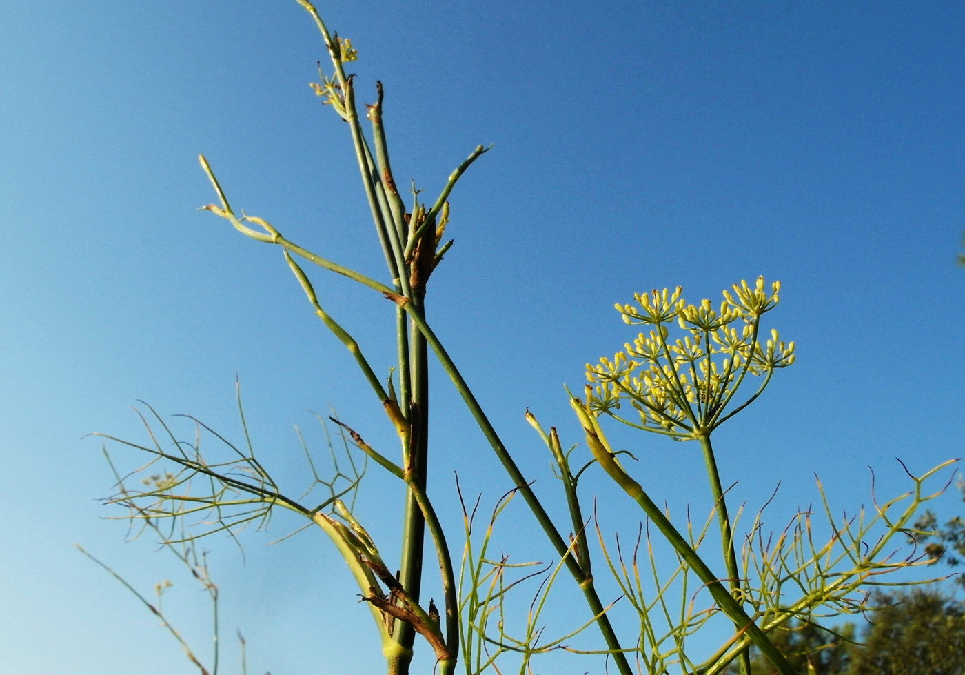 Image of Foeniculum vulgare specimen.