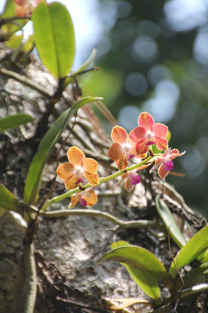 Image of genus Phalaenopsis specimen.