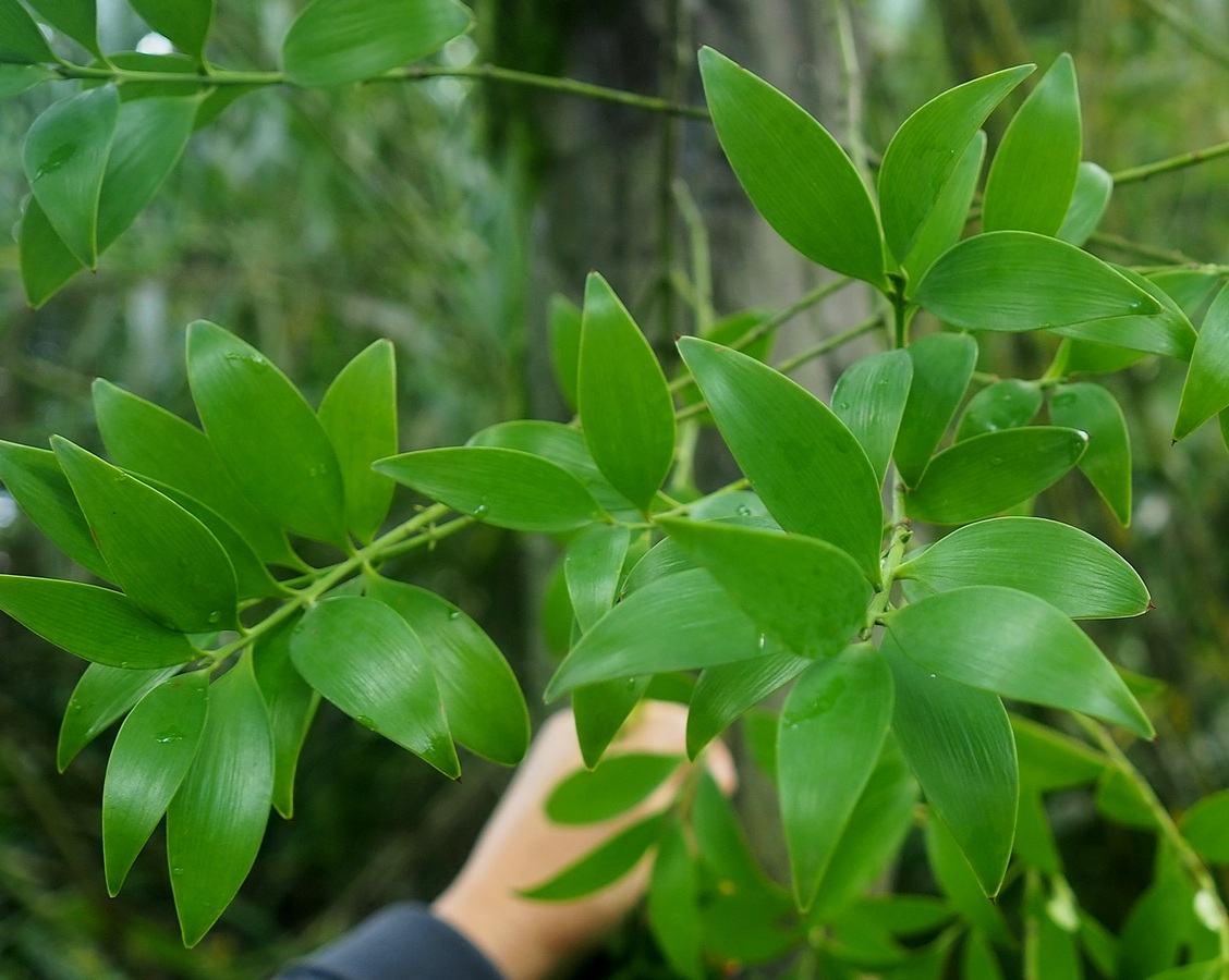 Image of Nageia nagi specimen.