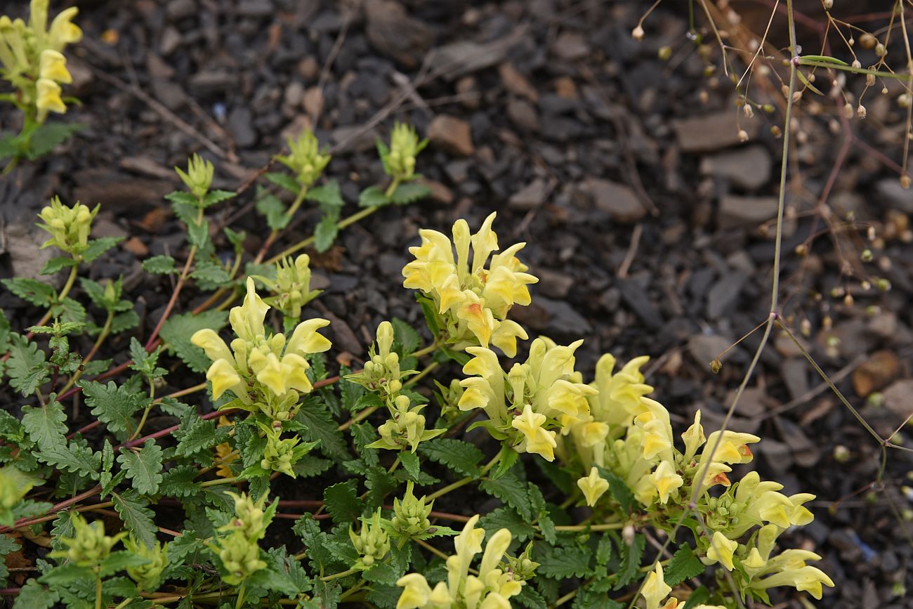 Image of Scutellaria raddeana specimen.