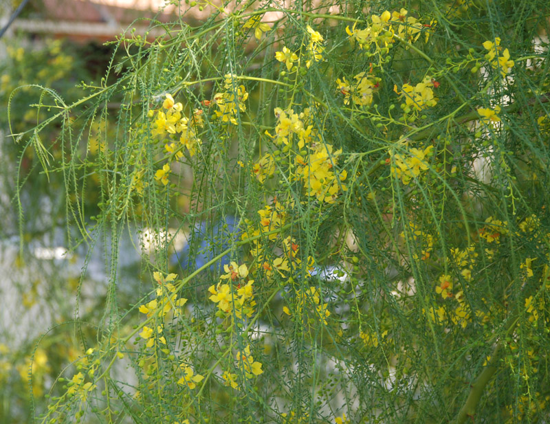 Image of Parkinsonia aculeata specimen.