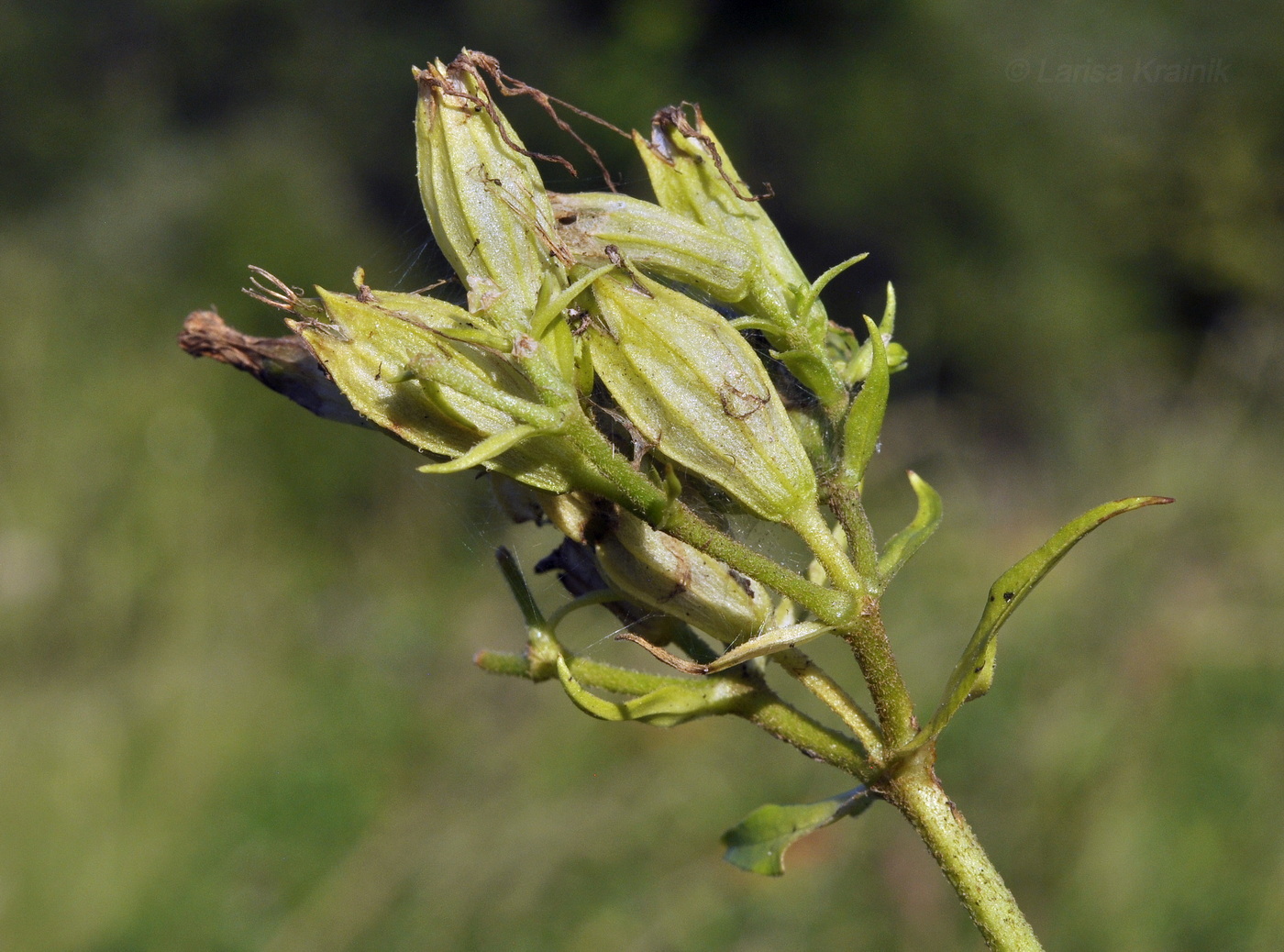 Image of Lychnis wilfordii specimen.