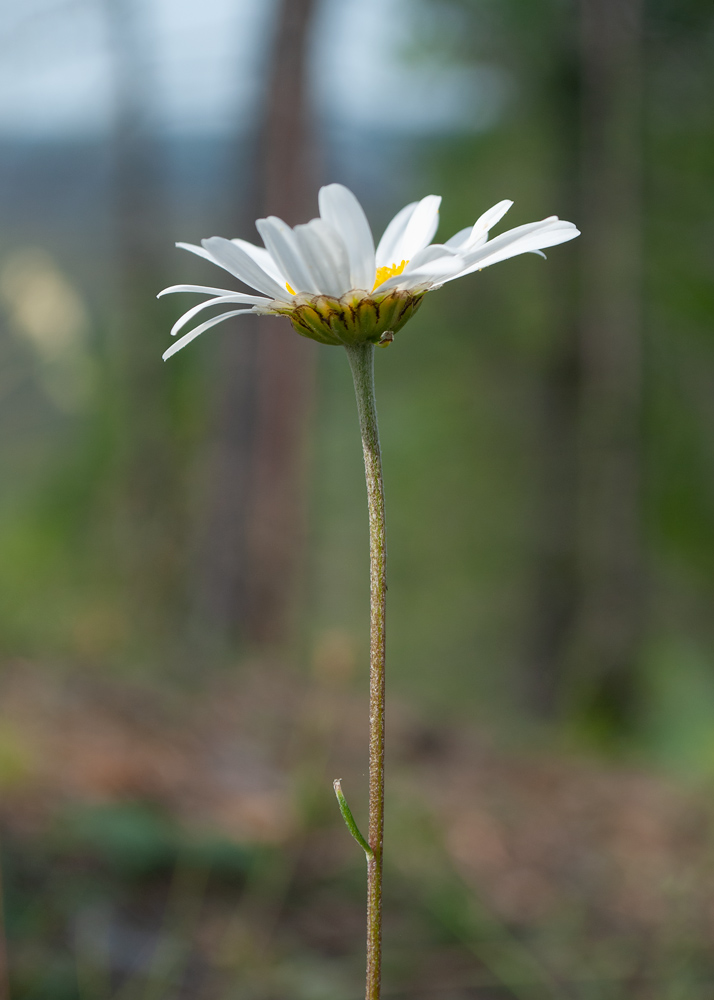 Изображение особи Chrysanthemum zawadskii.