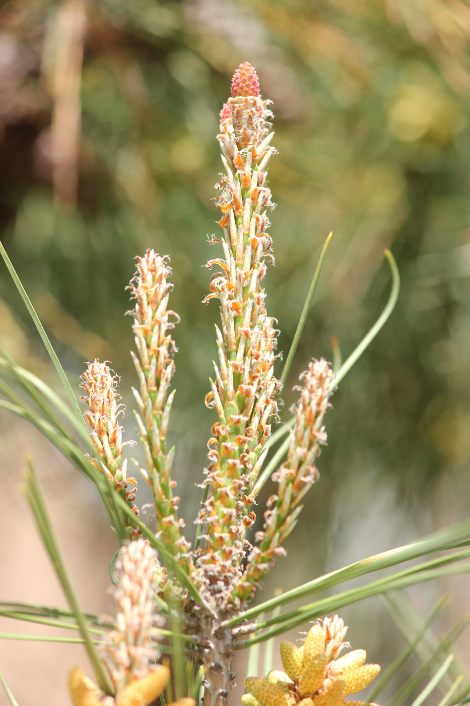 Image of Pinus pityusa specimen.