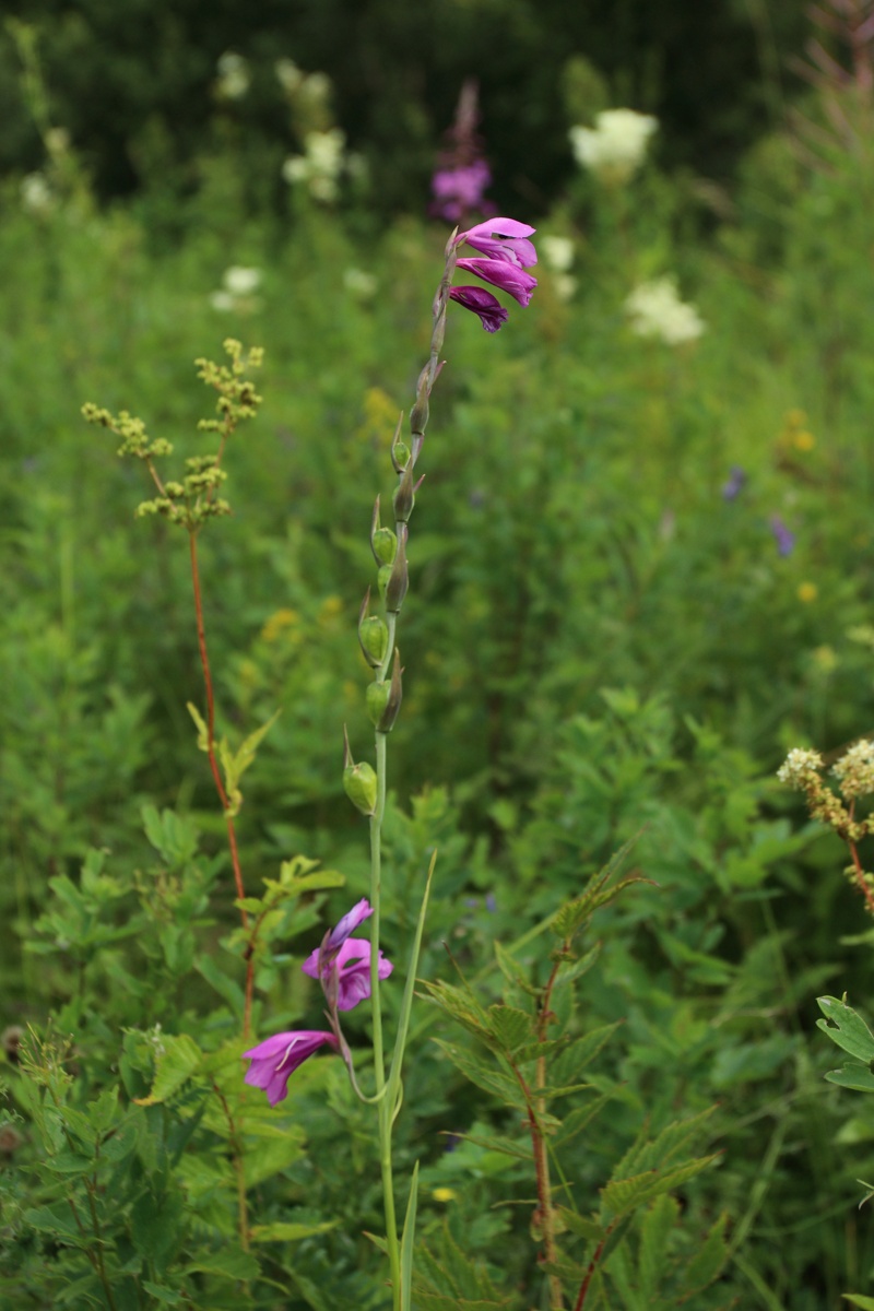 Изображение особи Gladiolus imbricatus.