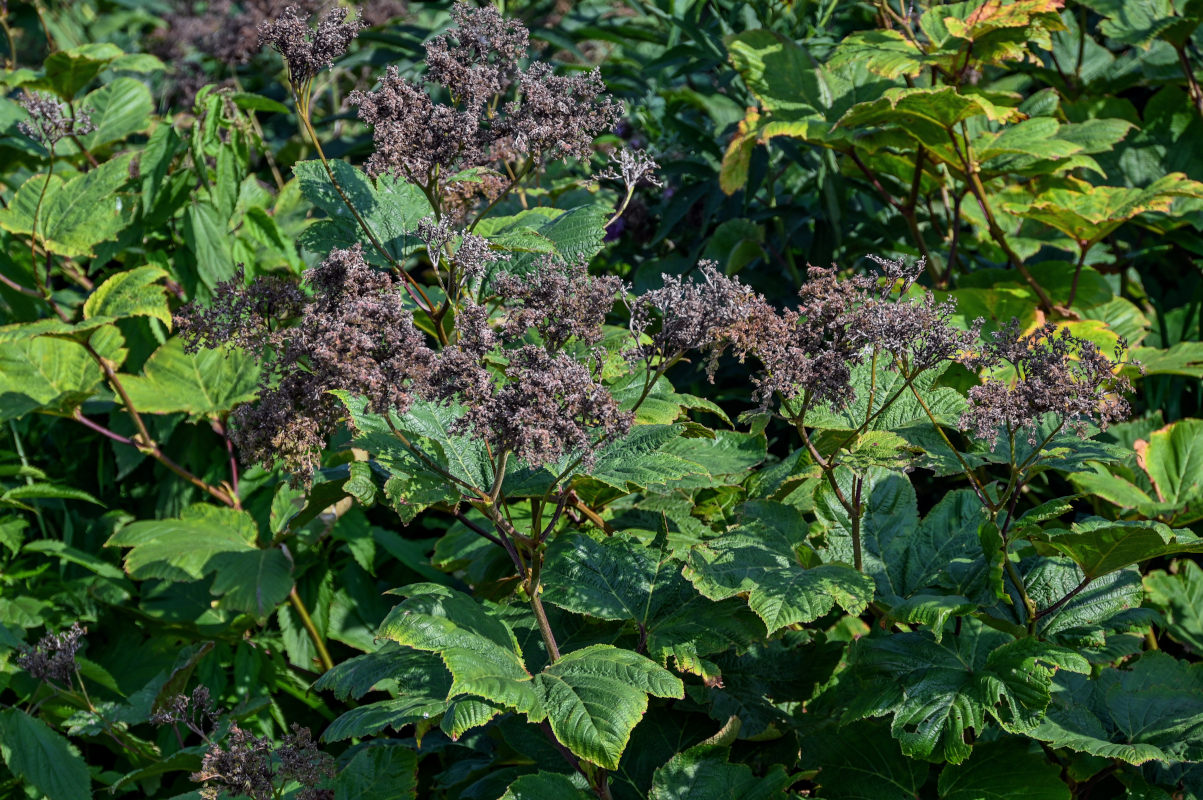 Image of Filipendula camtschatica specimen.