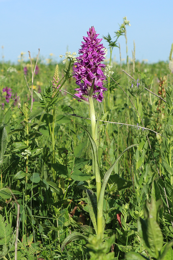 Изображение особи Dactylorhiza urvilleana.