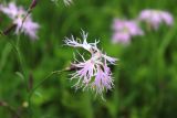 Dianthus superbus