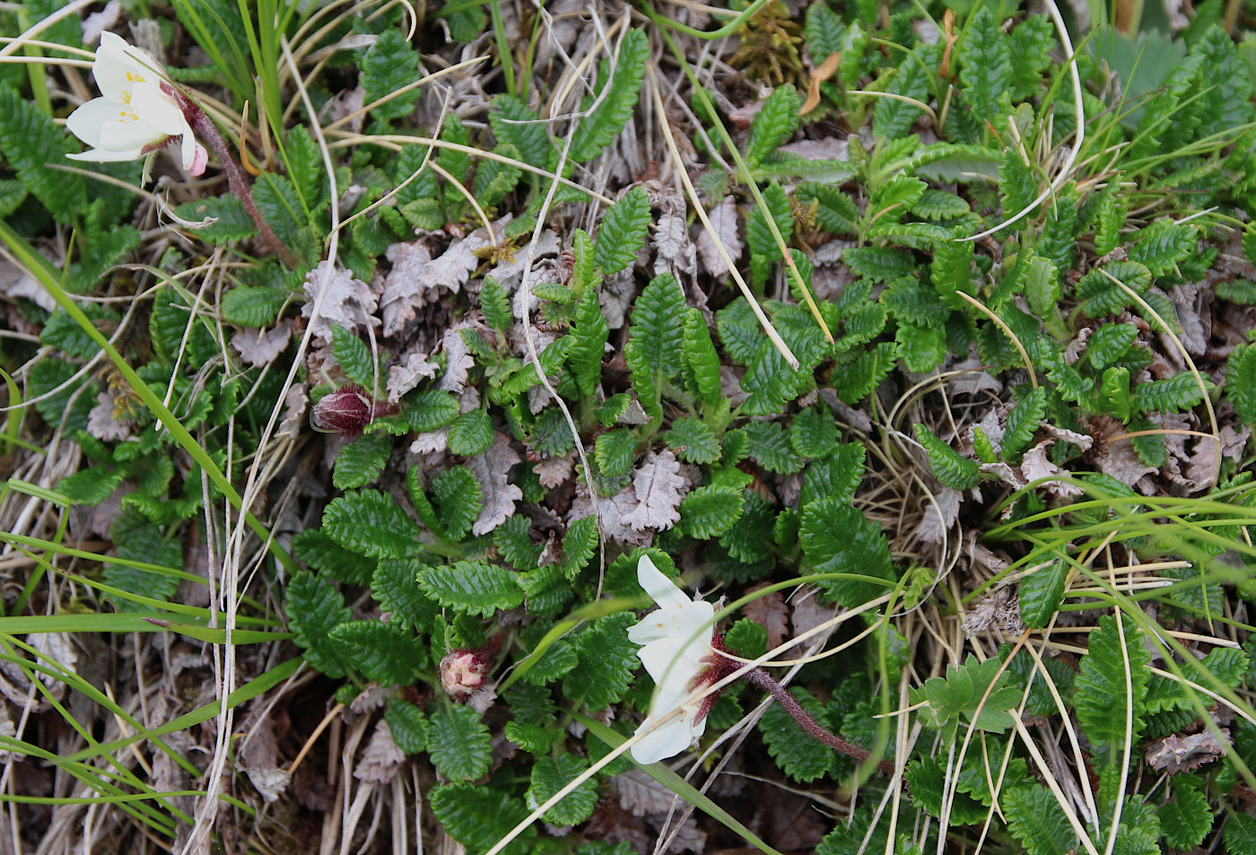 Image of Dryas caucasica specimen.